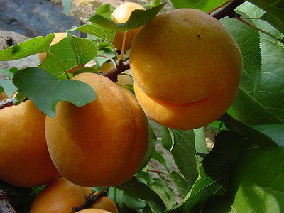 http://img1.liveinternet.ru/images/attach/b/3/29/961/29961078_fruits.jpg