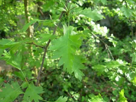 http://www.rawrob.com/wp-content/uploads/2007/04/hawthorn-leaf-closeup.jpg